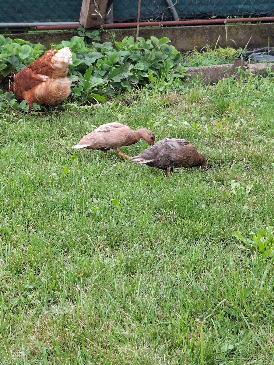 Zdrobnené kačky - 3