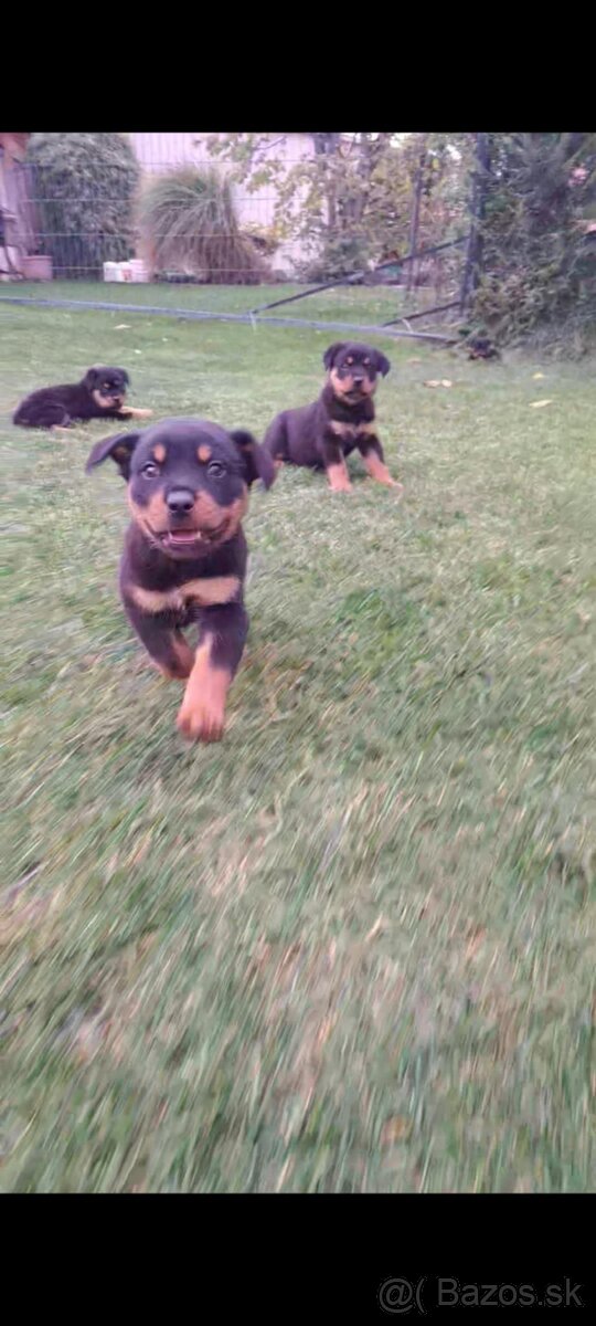 Predám rotvajlerov - 3