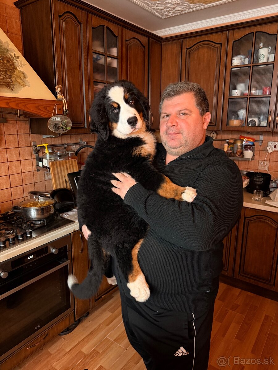 Šteniatko s PP - Bernsky salašnícky pes - 3