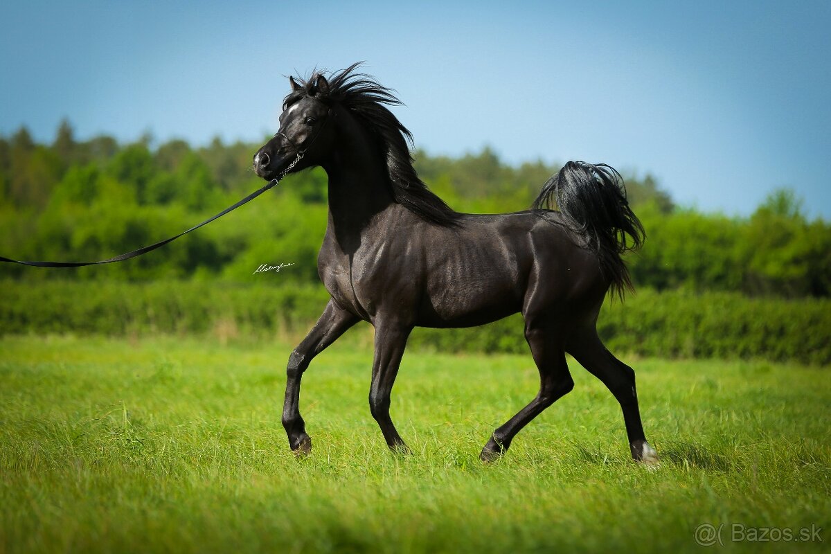 Arabsky plnokrvnik - Mafino - 3