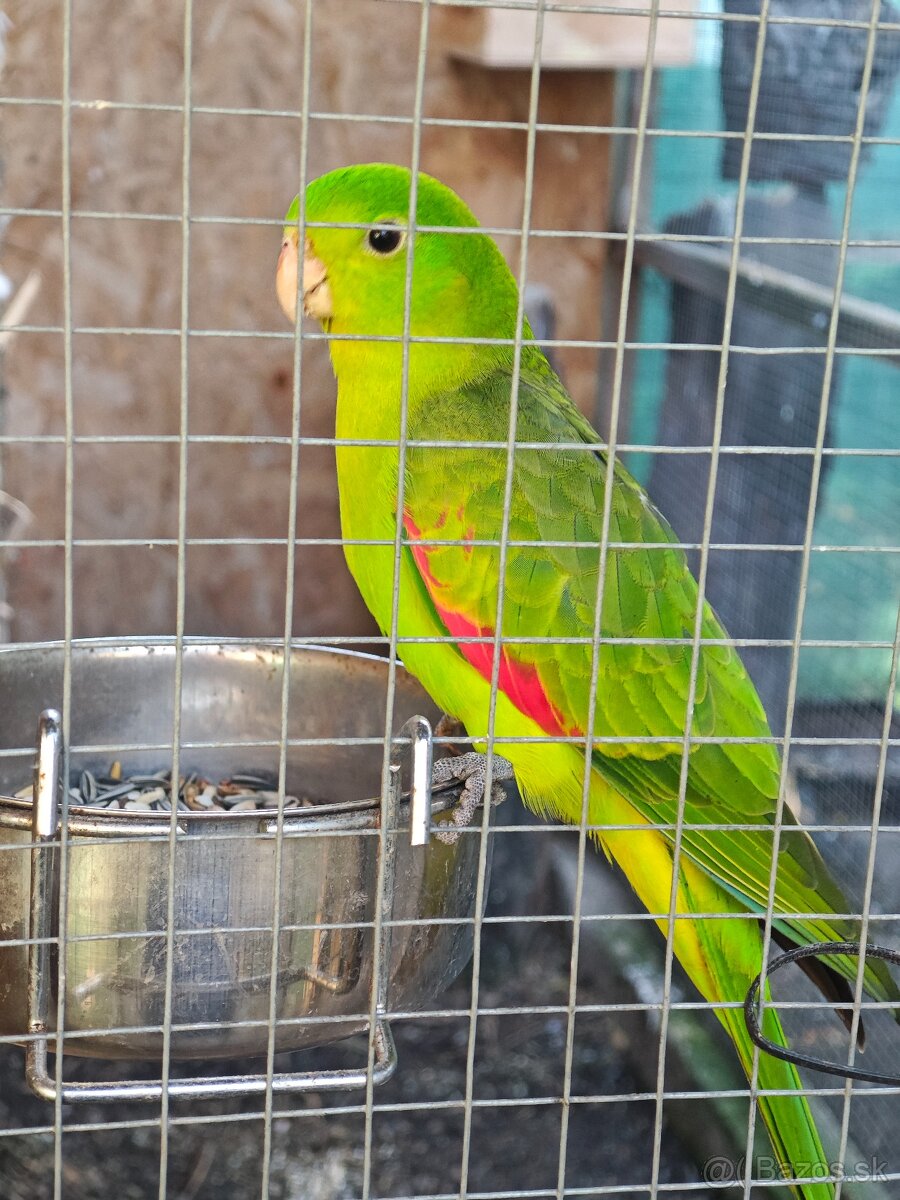 Červenokrídly žltý - 3