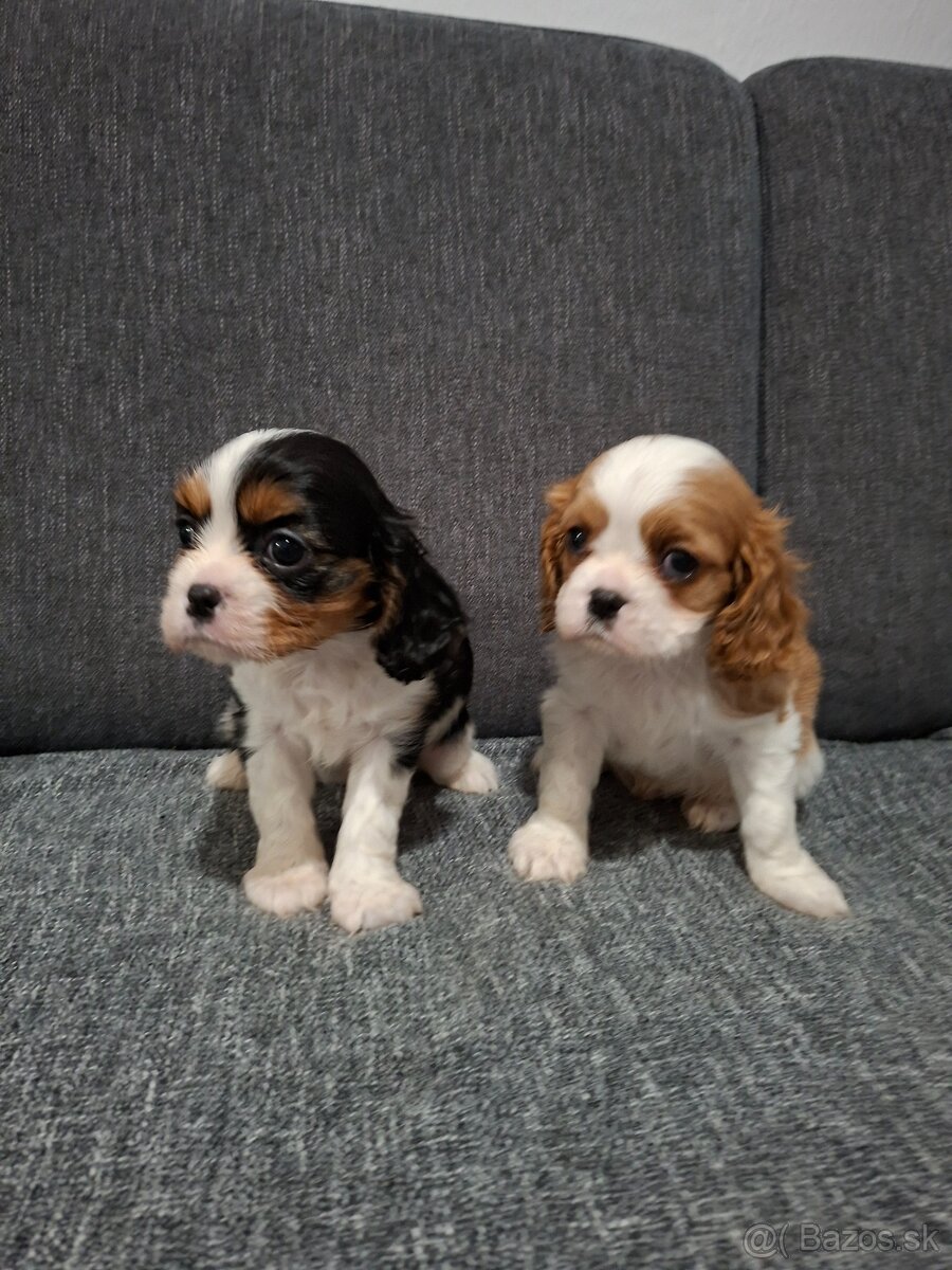 Cavalier kavalier king charles spaniel - 3