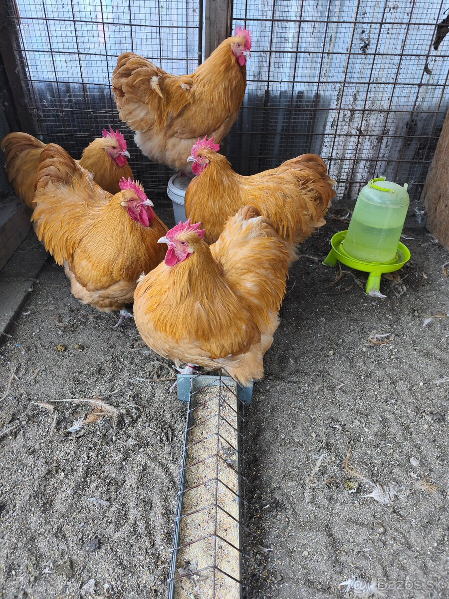 Orpingtonka žltá velká forma - 3