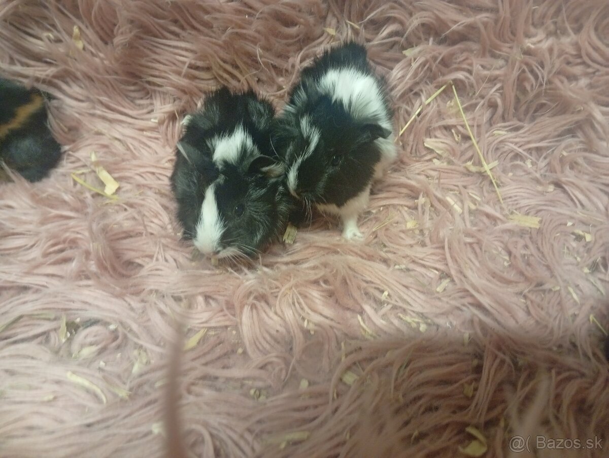 Morské prasiatka - 3