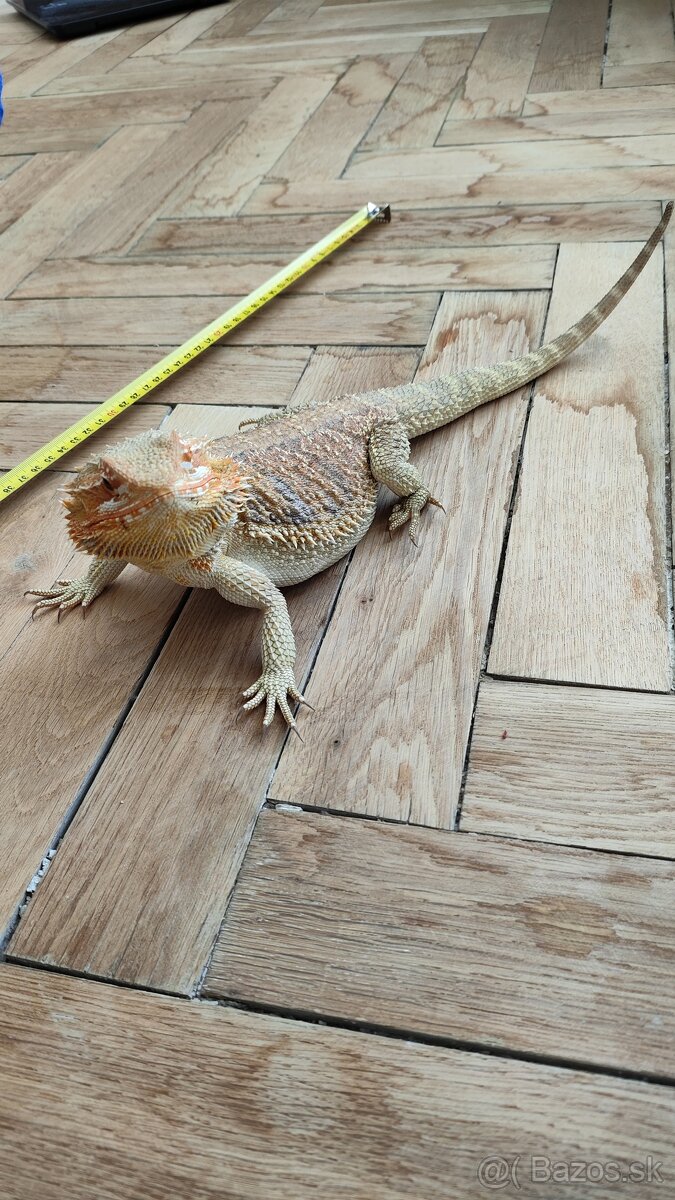 Predam rocnu Agamu Bradatu - 3