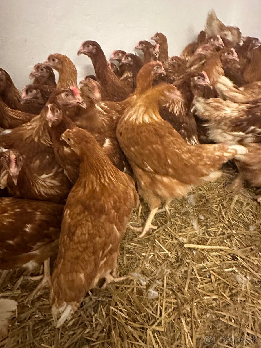 Sliepky pred znáškou - 3