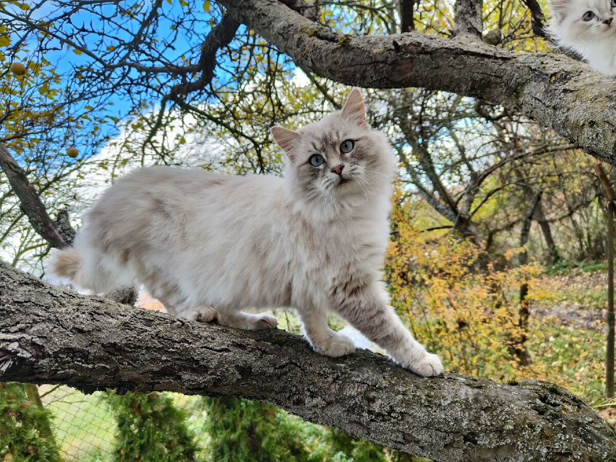 Kocúr ragdoll na krytie - 3