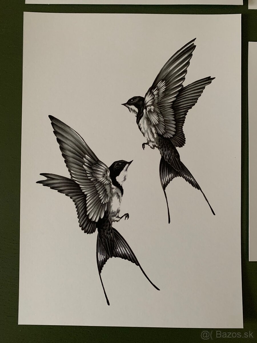 Obrázky lastovičiek, korytnačka - 3