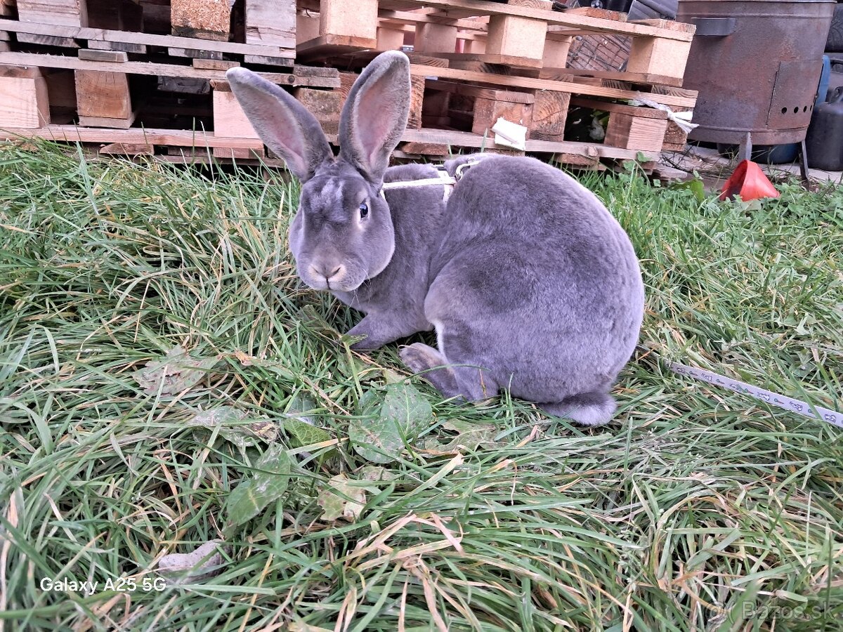 Slovenský sivomodrý rex - 3