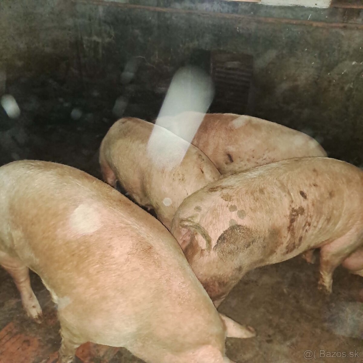 Predam jatočne ošipane cena 2,4€-kg - 3