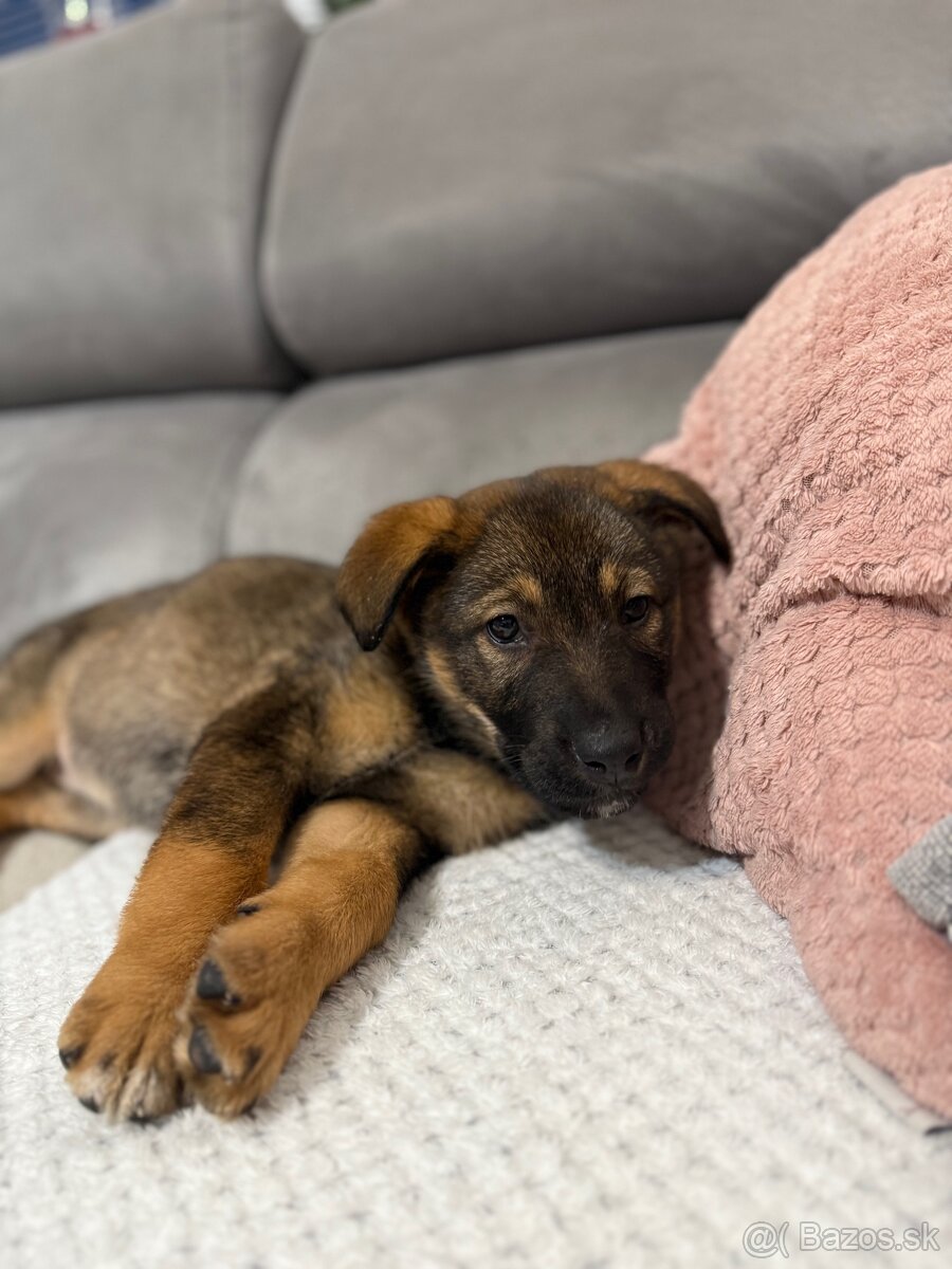 Darujem psíka - 3