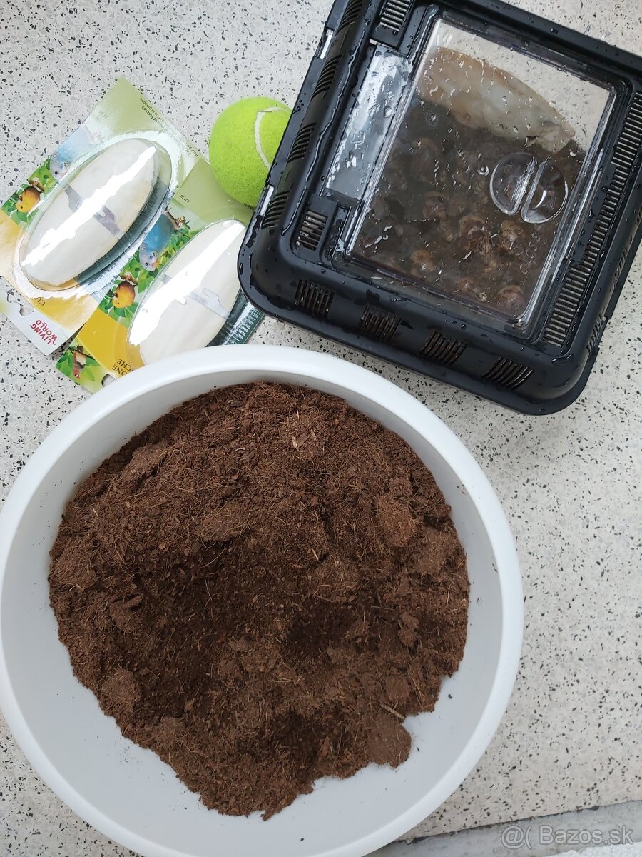 Slimák africký - 3