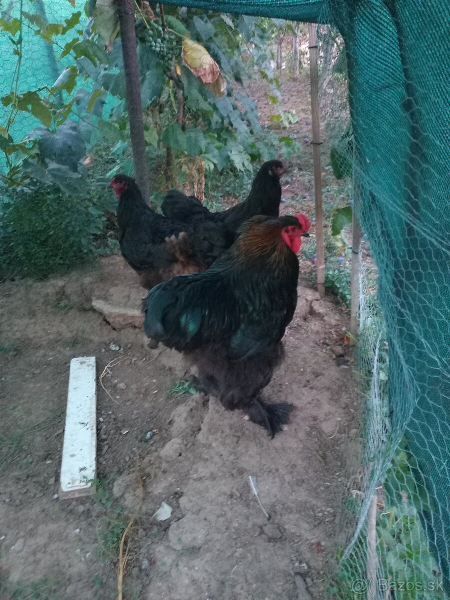 Brahmanky - 3