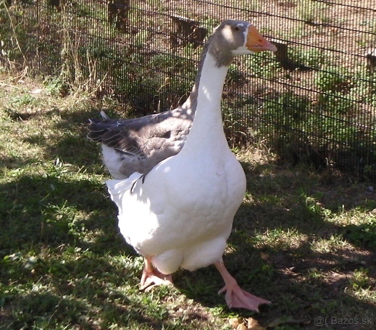 Gunár - 3