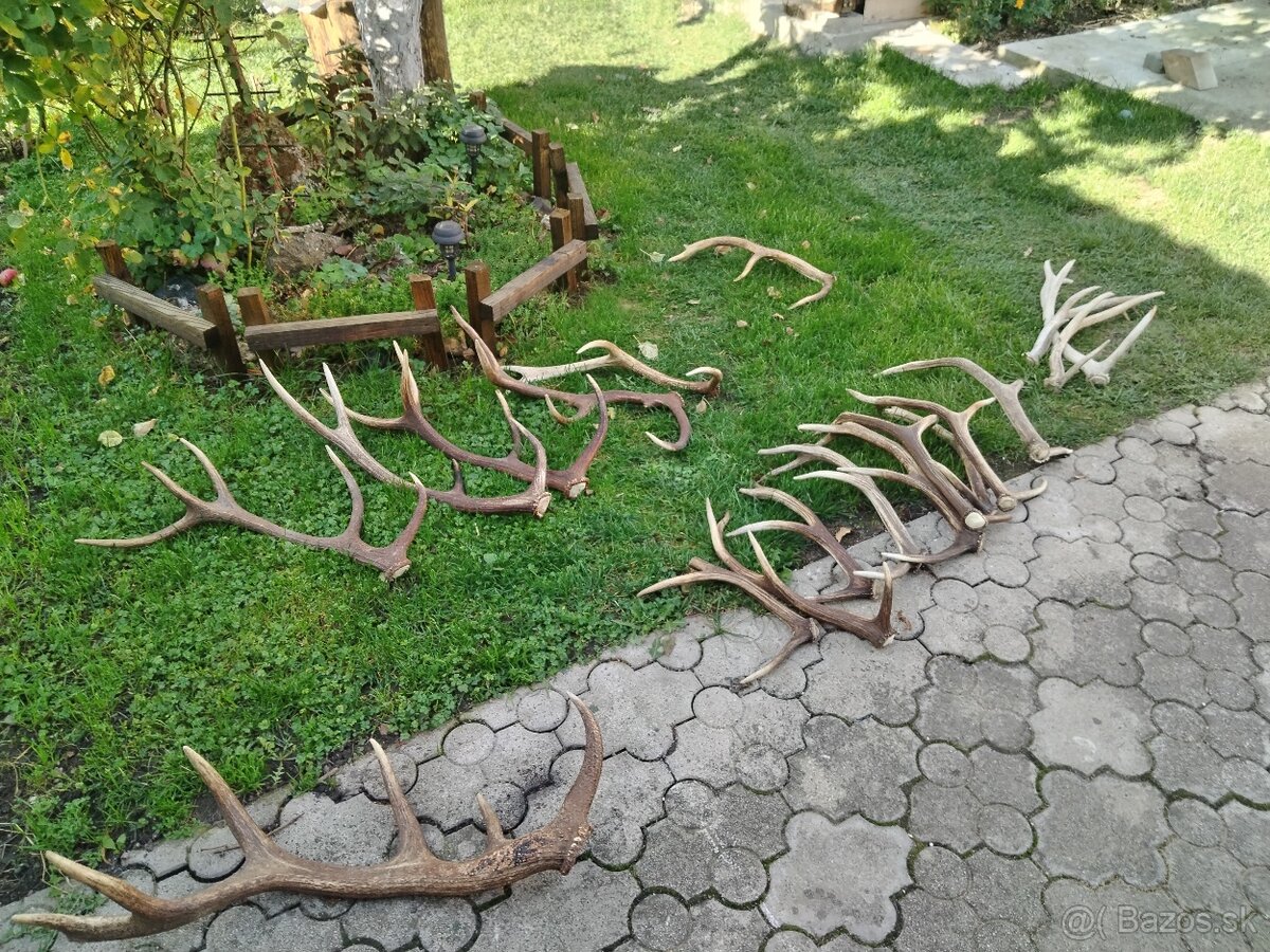 Jelenie zhody - 3