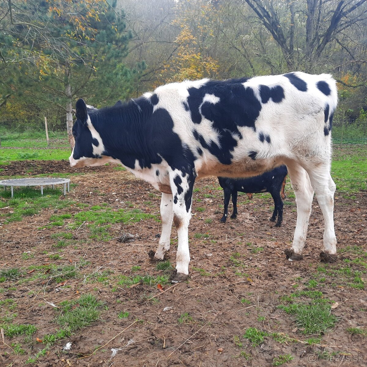 Holštýnska jalovica ( Holštyn) - 3