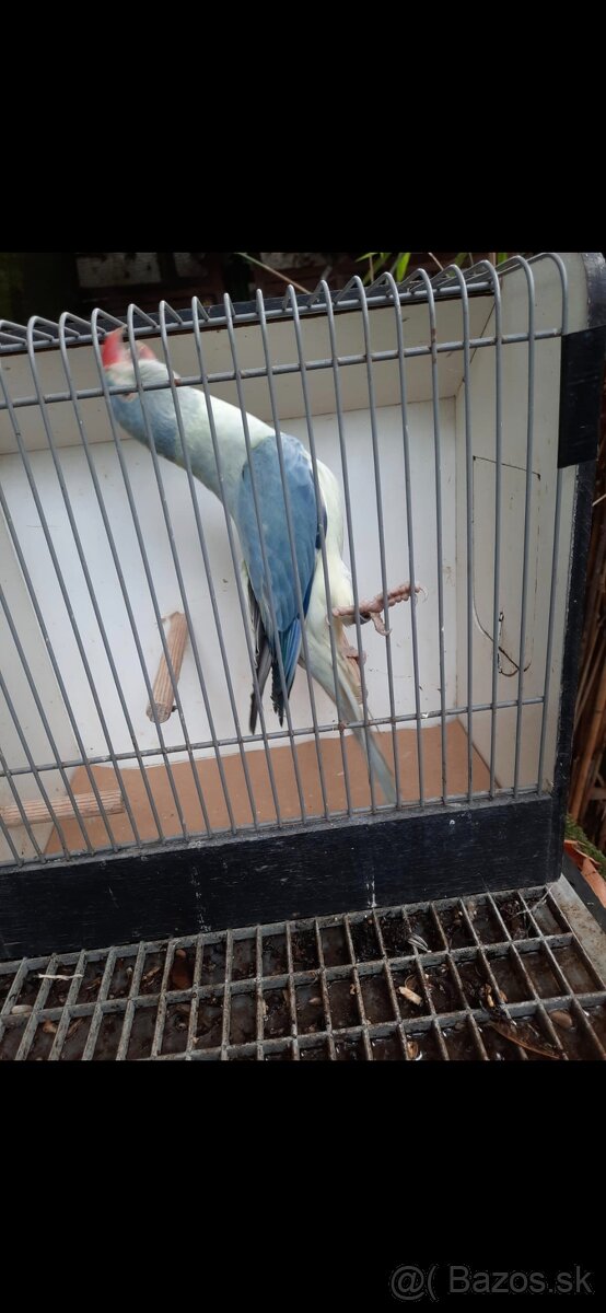 Alexander maly hlava chvost opalin - 3