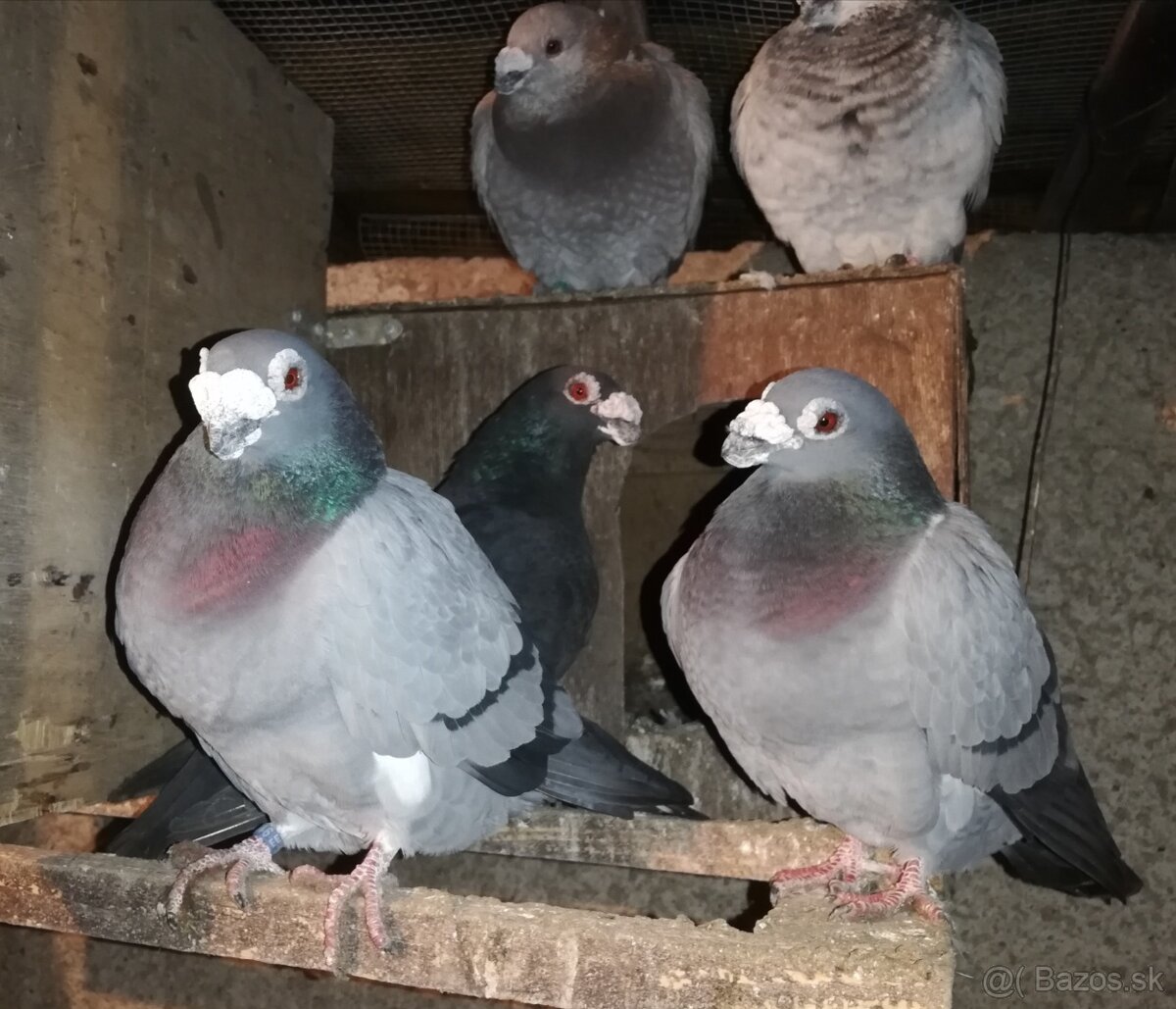 Predám dragúňov - 3