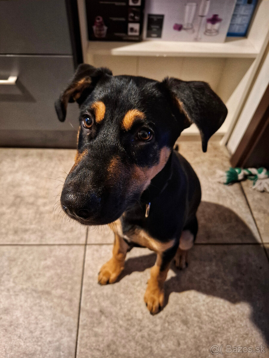 Darujem šteniatko - 3