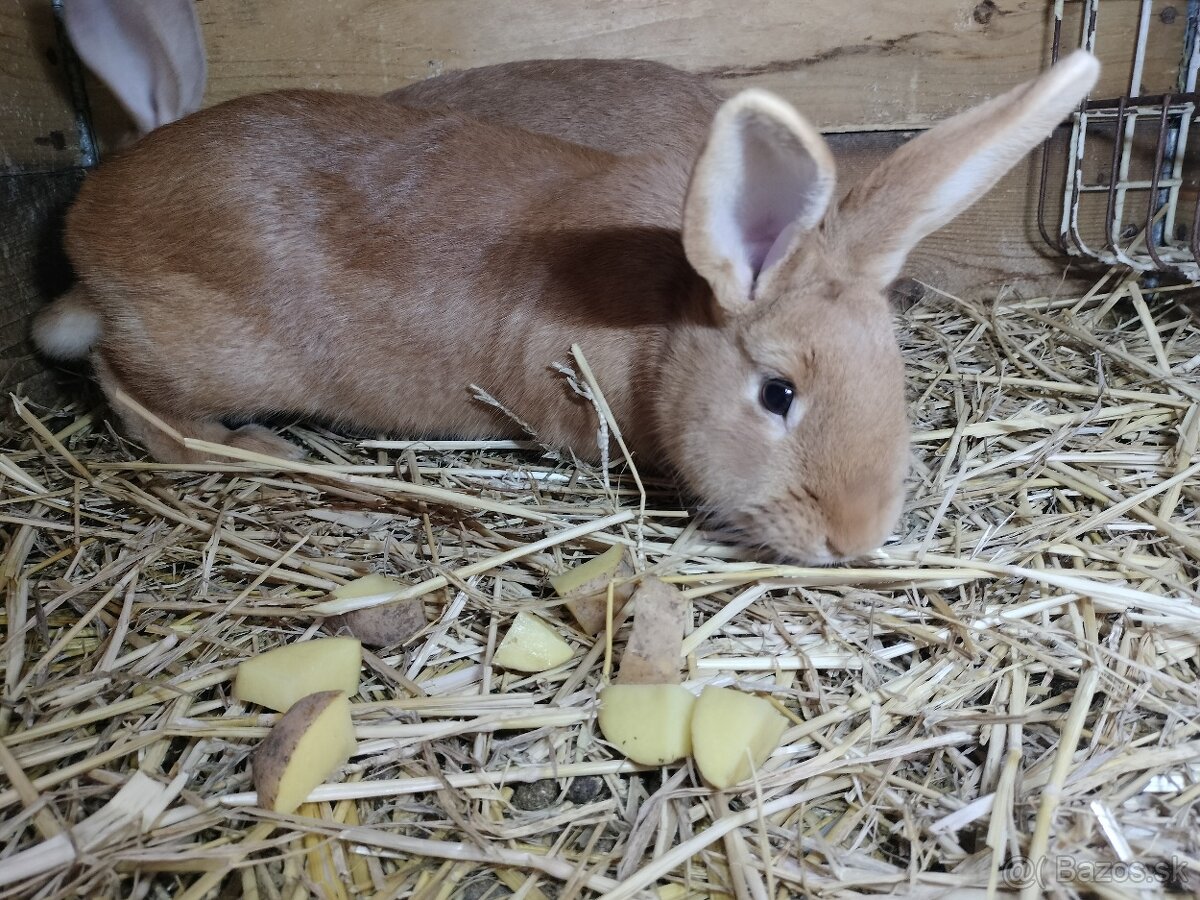 Burgundský králik - 3