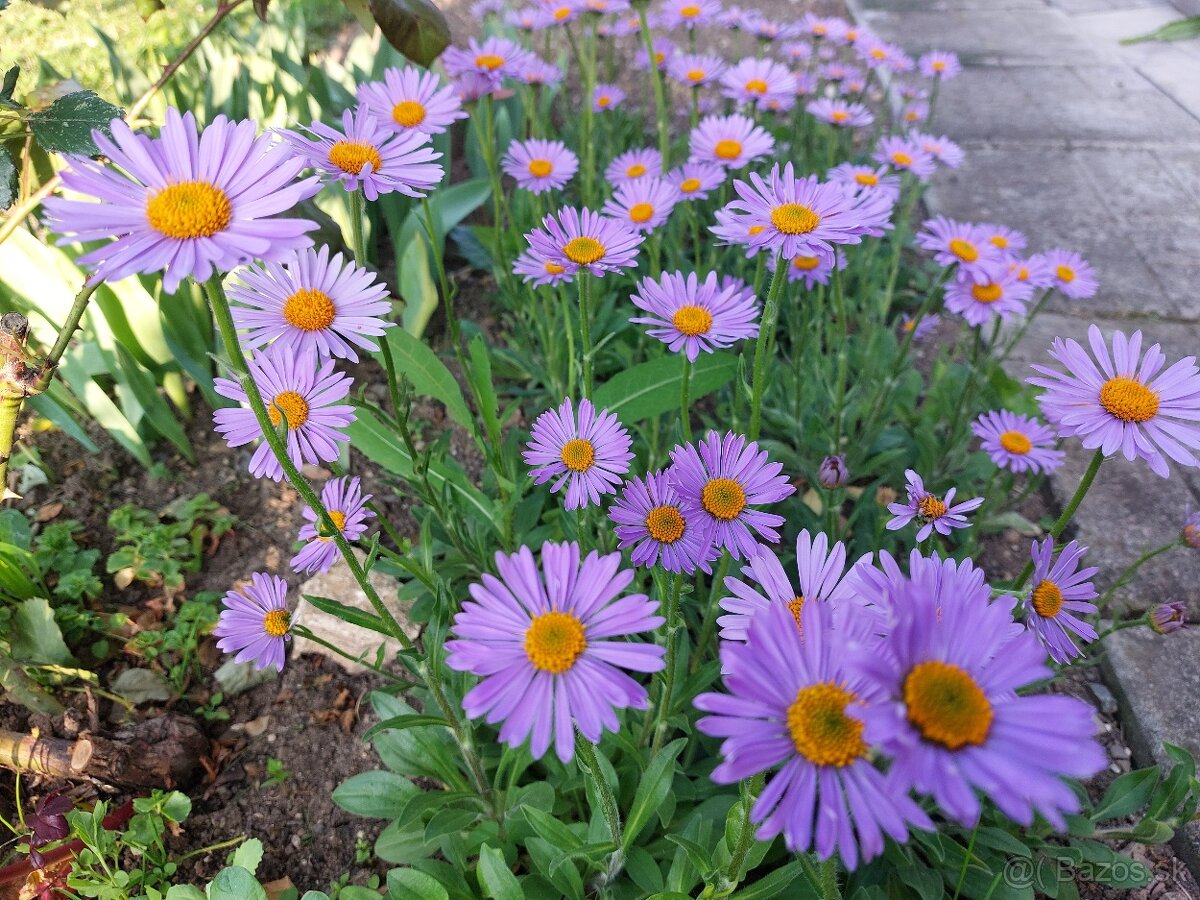 ASTRA alpínska, alpská - skalnička - 3