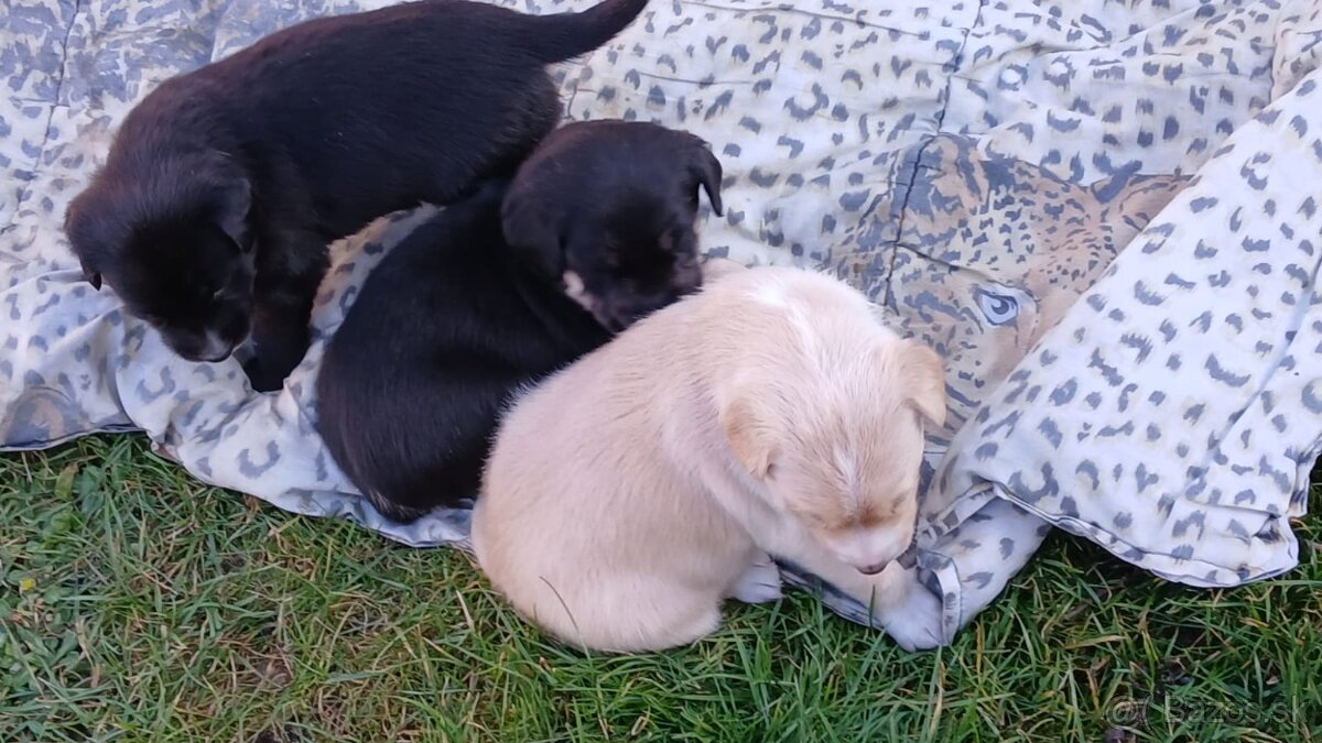 Darujem šteniatka - 3