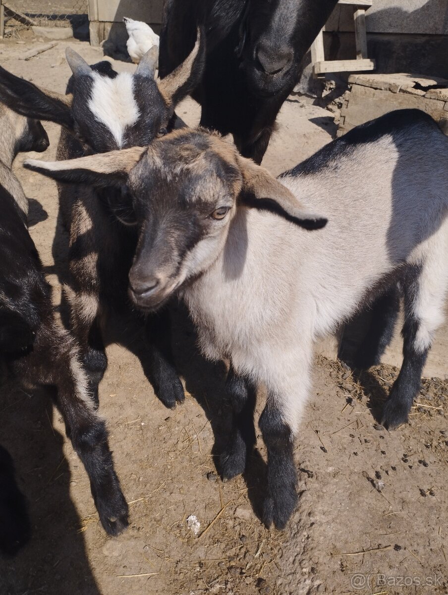 Predám 3 kozliata - 3