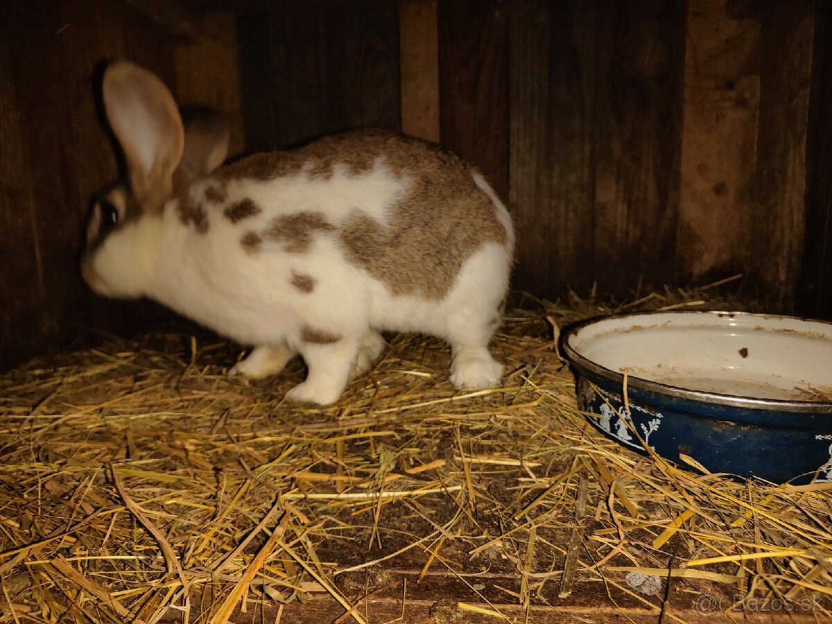 Dospelé samice vhodné na párovanie akcia 25€ - 3