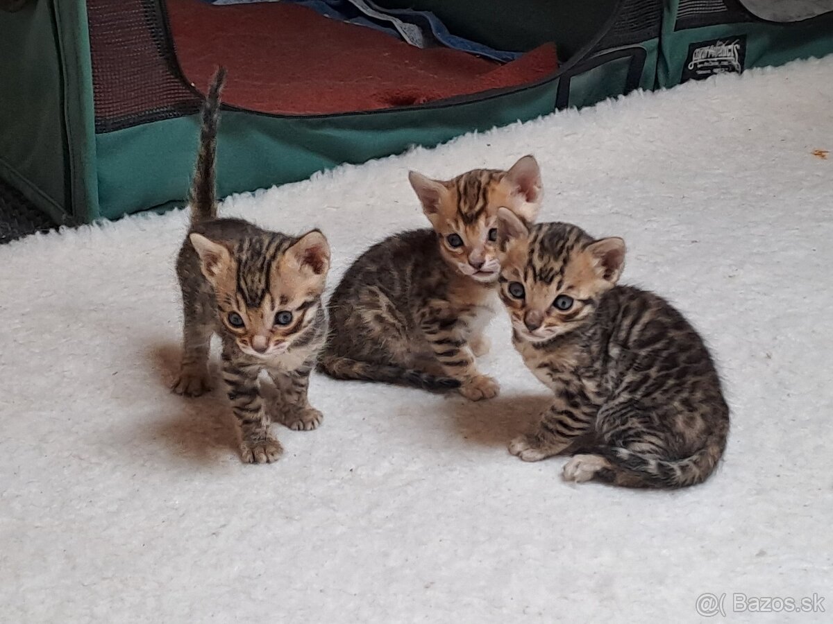 Bengalske maciatka s PP - 3