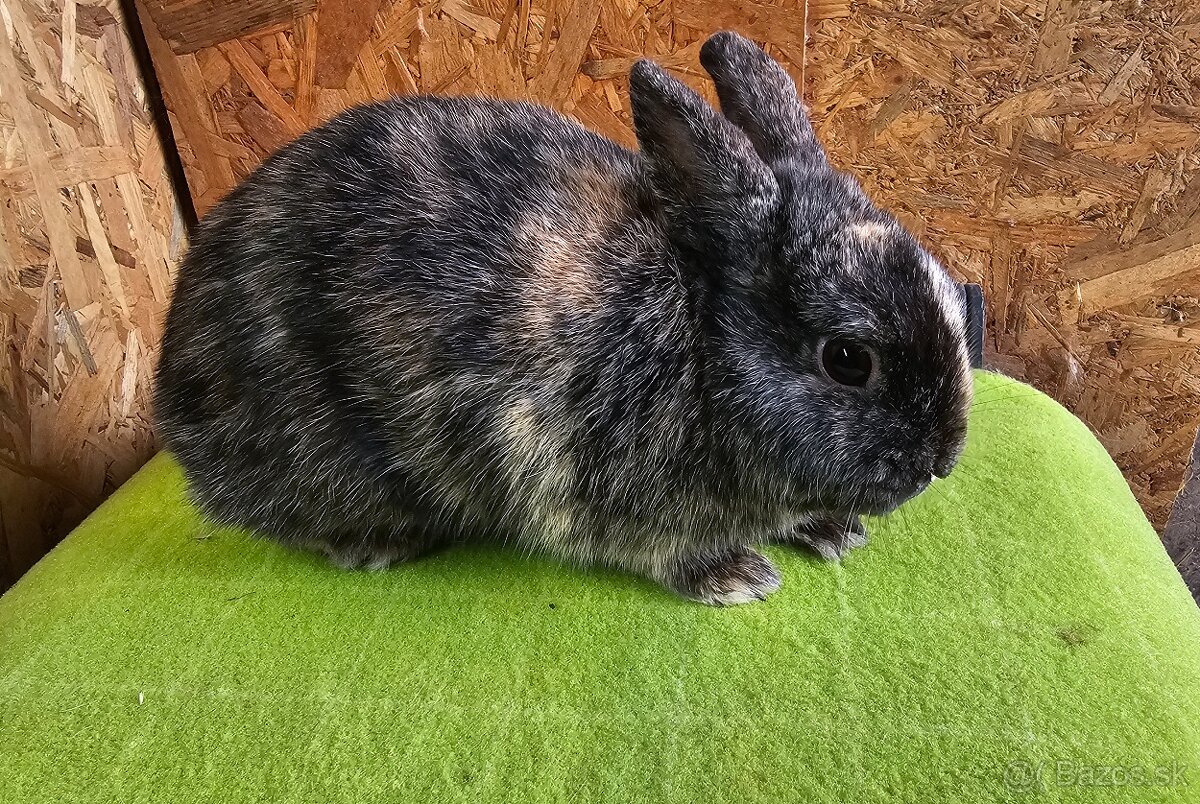 Zdrobnený strakáč čierno-žltý - 3