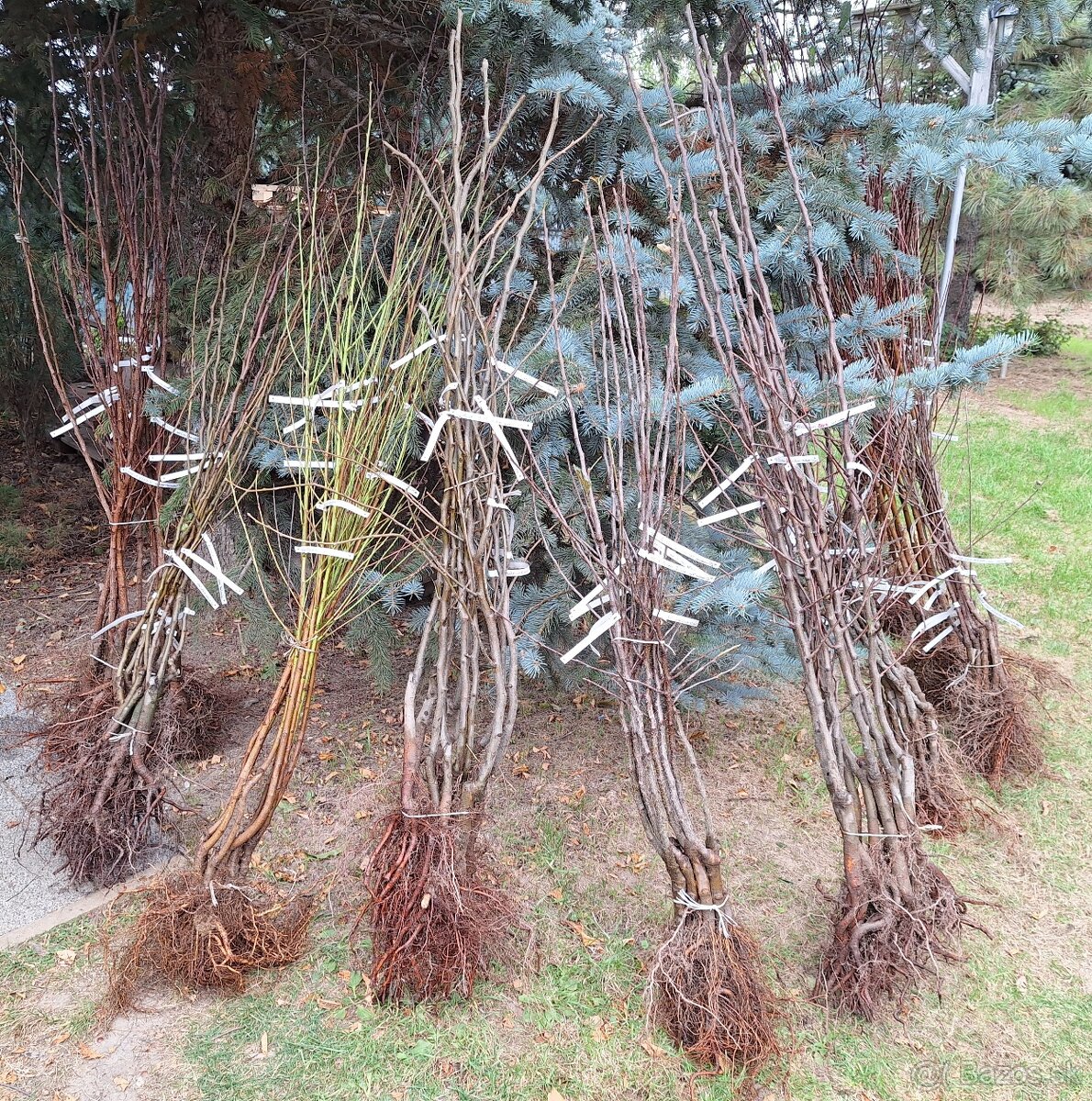 Ovocné stromčeky - 3