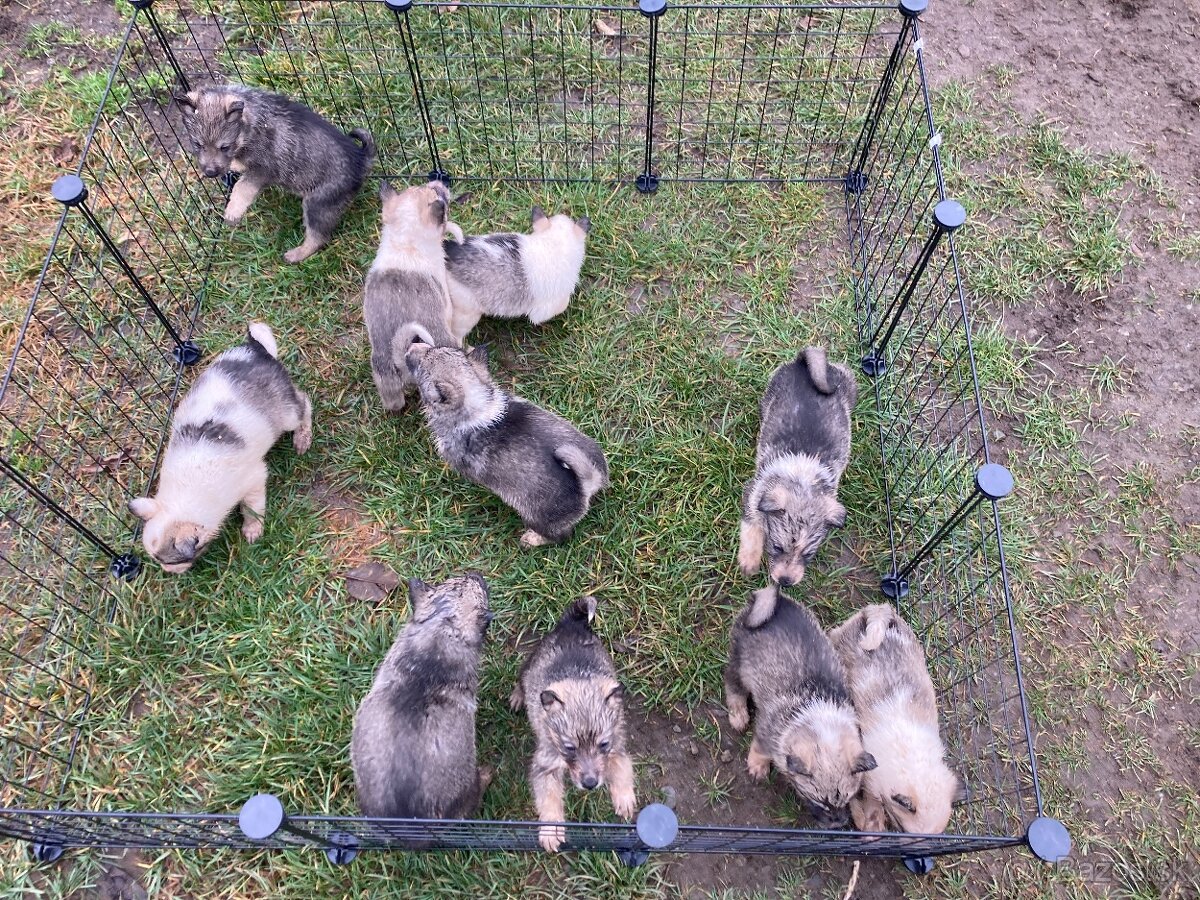 Západosibírska Lajka - 3