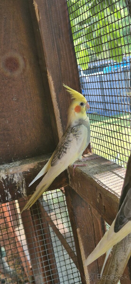 Predám KORELY - straka s krúžkom - 3