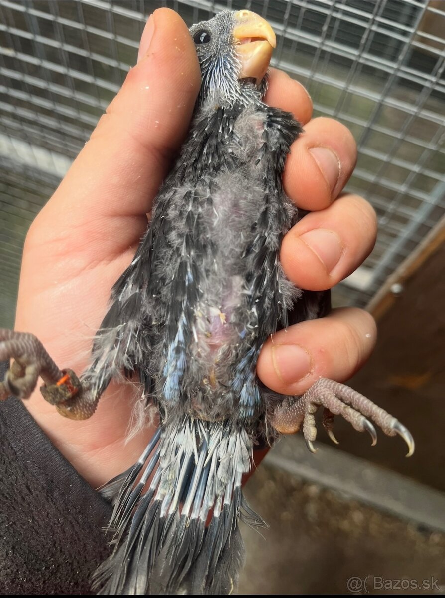 Rozely parana na ciernomodre - 3