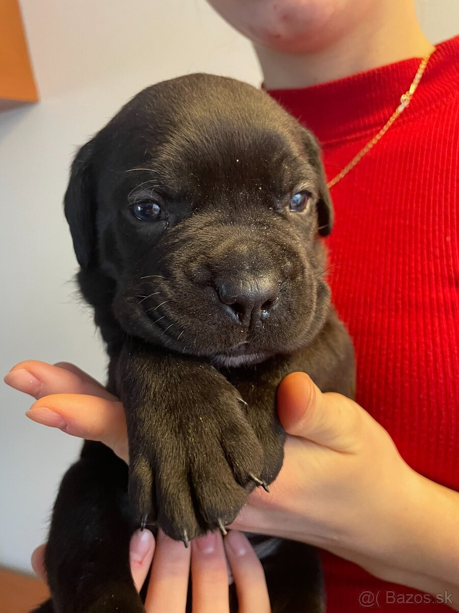 Cane Corso s PP - 3