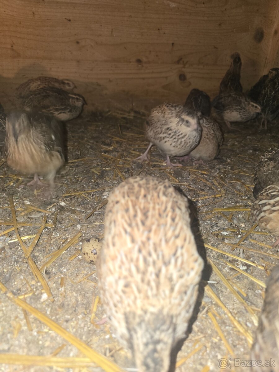 Japonské prepelice - 3