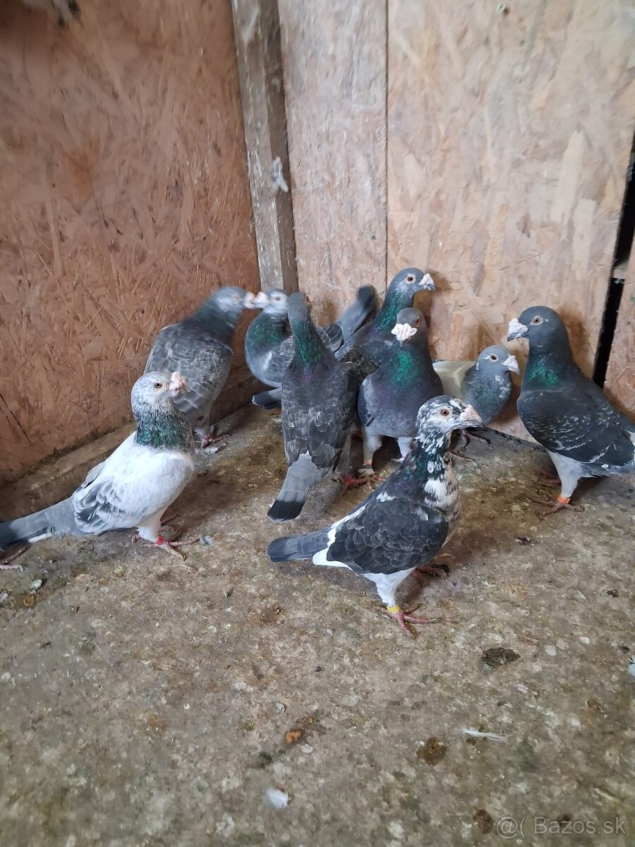 staropolske holuby - 3