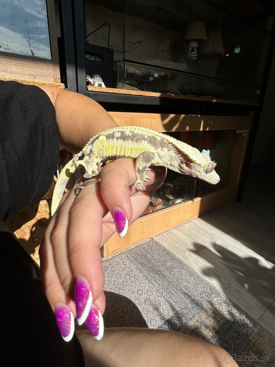 Pagekon Riasnatý samec - 3