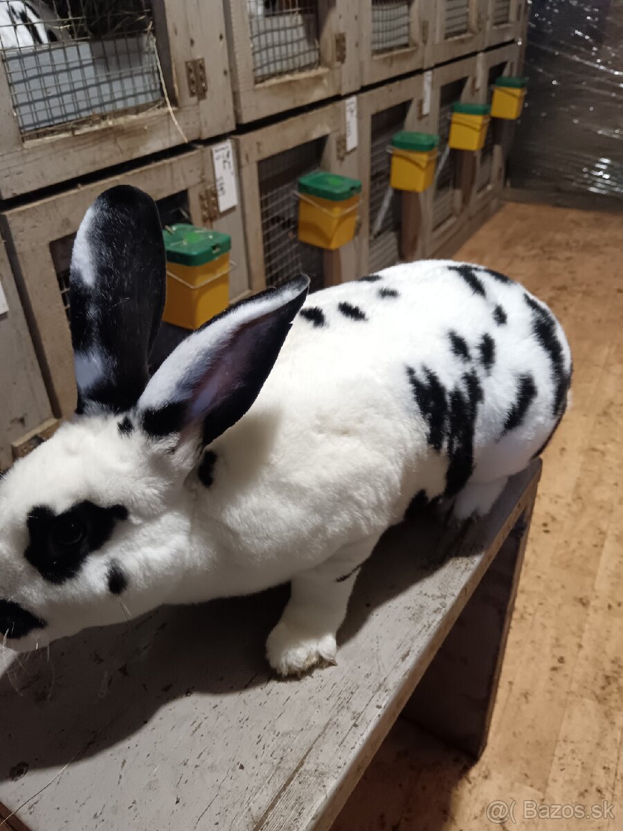 Rex Dalmatinský strakač čierny - 3