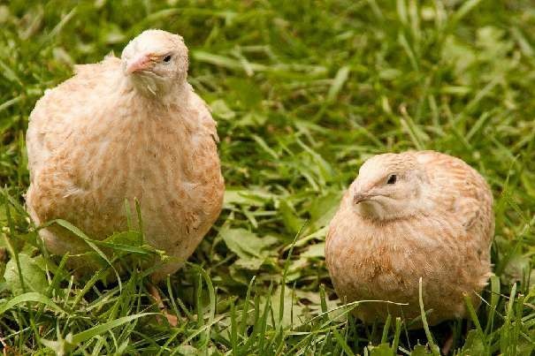 Japonské prepelice - predaj - 3