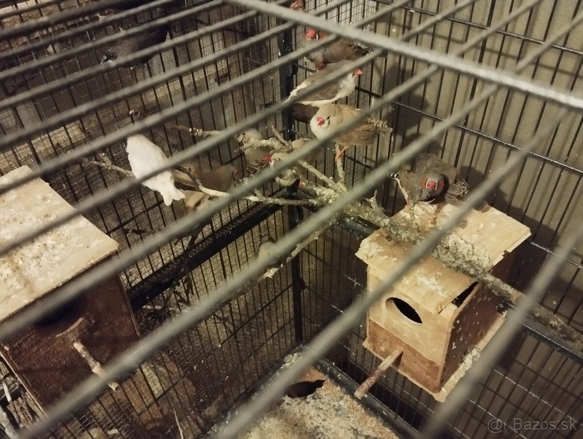 Andulky, zebricky - 3