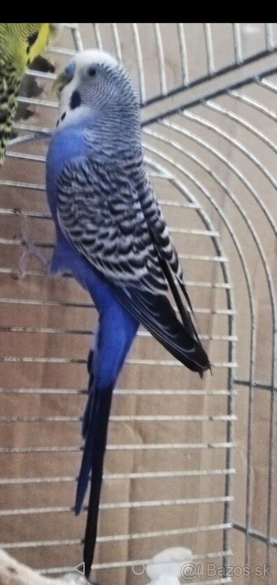 Predám samčeka andulky - 3
