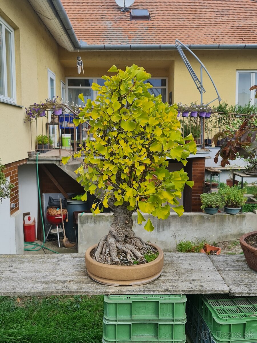 BONSAI Ginco biloba - 3
