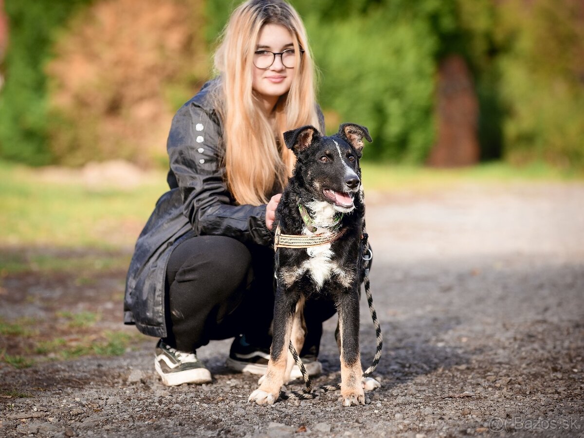 Darujem šikovné aktívne kučeravé šteniatko- mix border kólia - 3