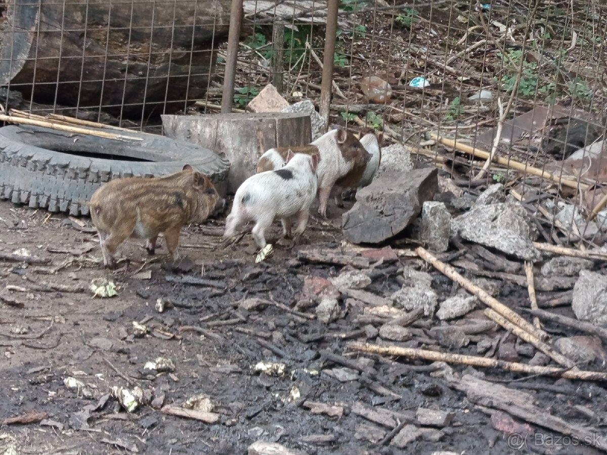 Vietnamské prasiatka 2 - 3