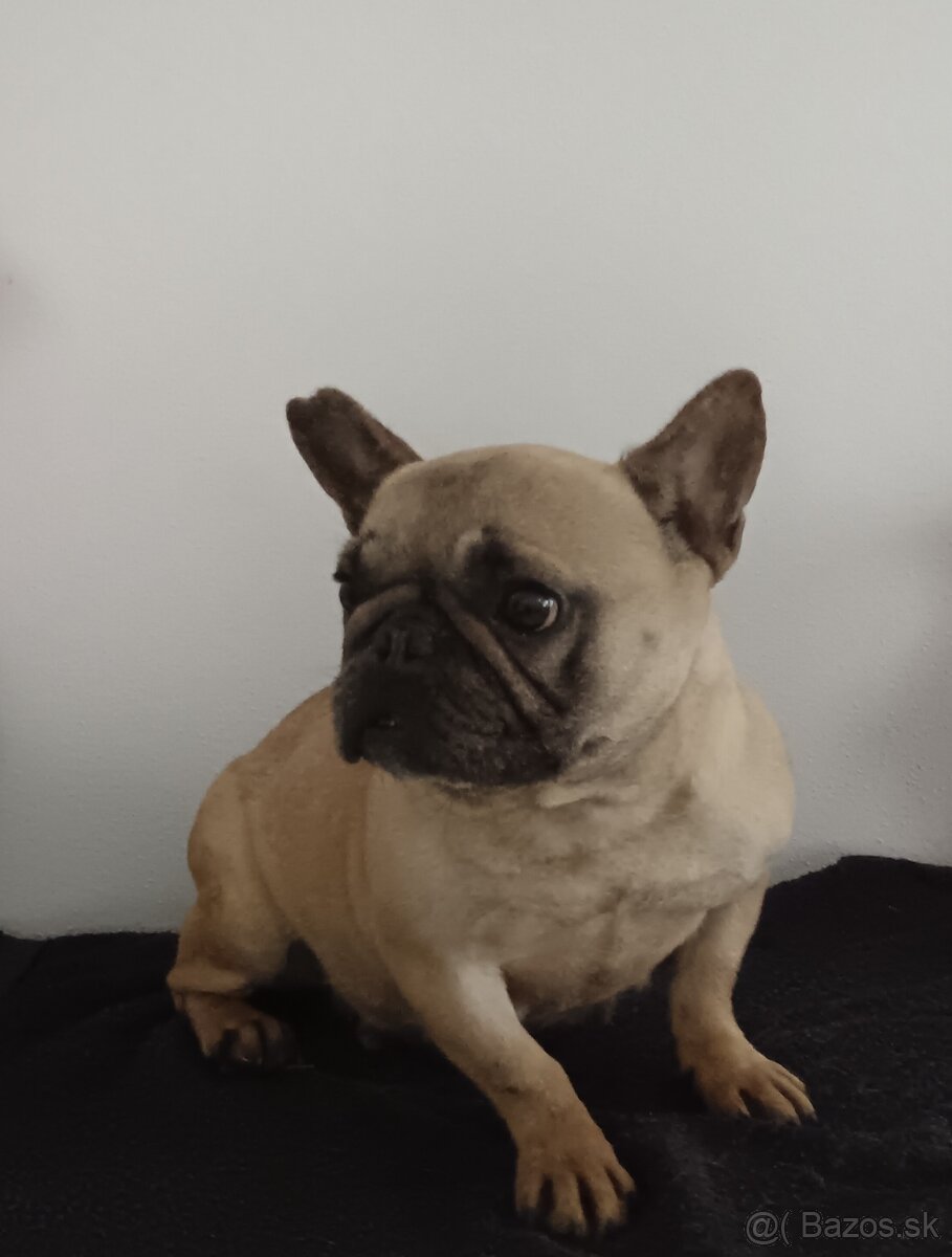 Francúzsky buldoček - 3