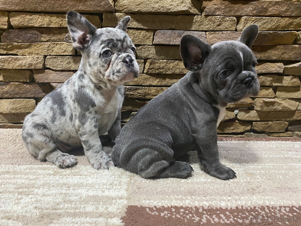 Francuzsky buldoček - 3