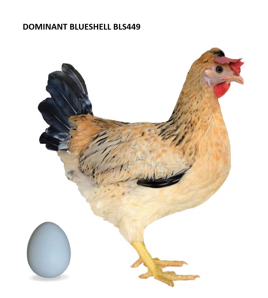 1 dňové kurčatá GreenShell, BlueShell, DarkShell - s dovozom - 3