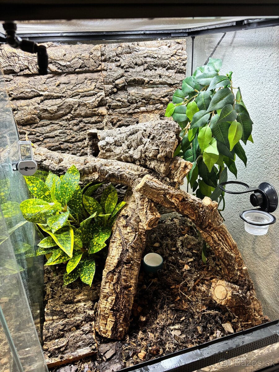 Predám terárium ZooMed s PAGEKONÓM RIASNATÝM (samec) - 3