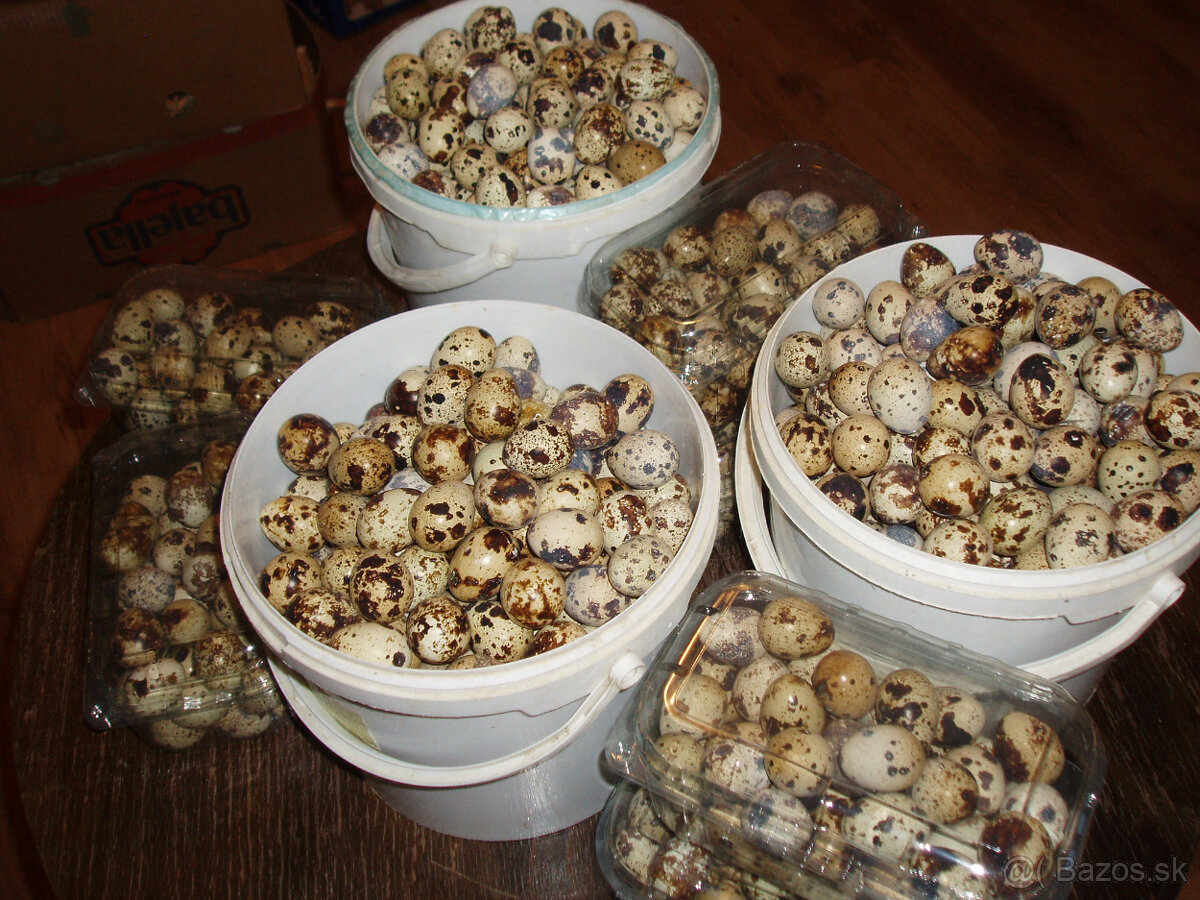 Prepeličie vajíčka - 3